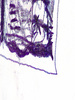 Renate1_medium
